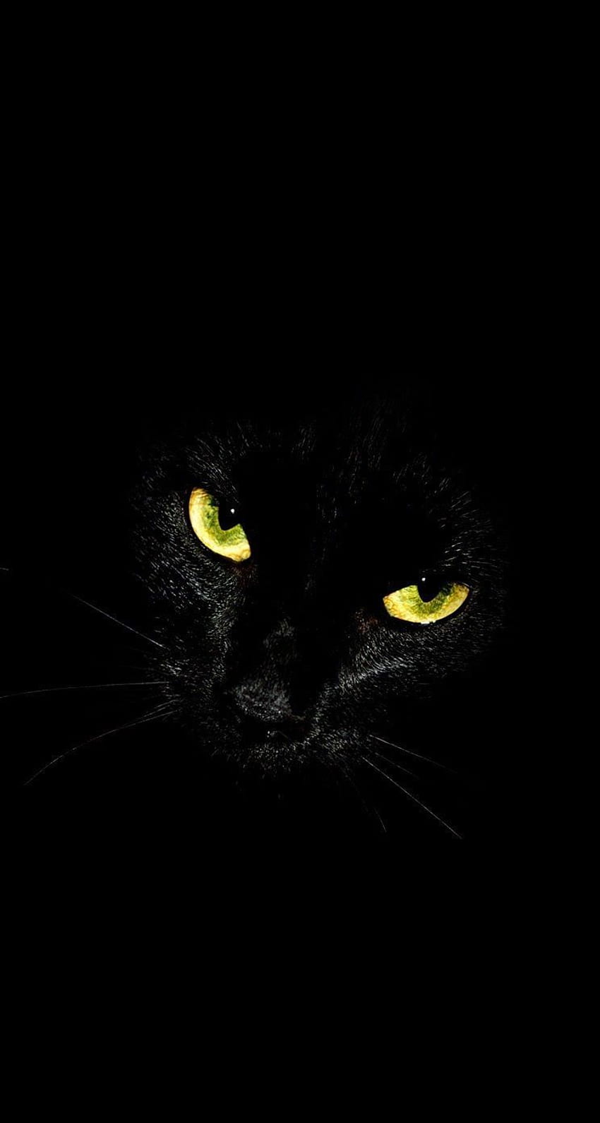 Fundo de iPhone de olhos brilhantes de gato preto. Animais, Animais, Gatos Papel de parede de celular HD