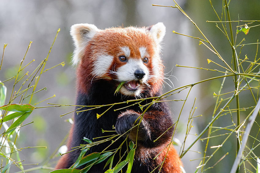 Zwierzęta, liście, zwierzę, ładne, kochanie, bambus, czerwona panda Tapeta HD