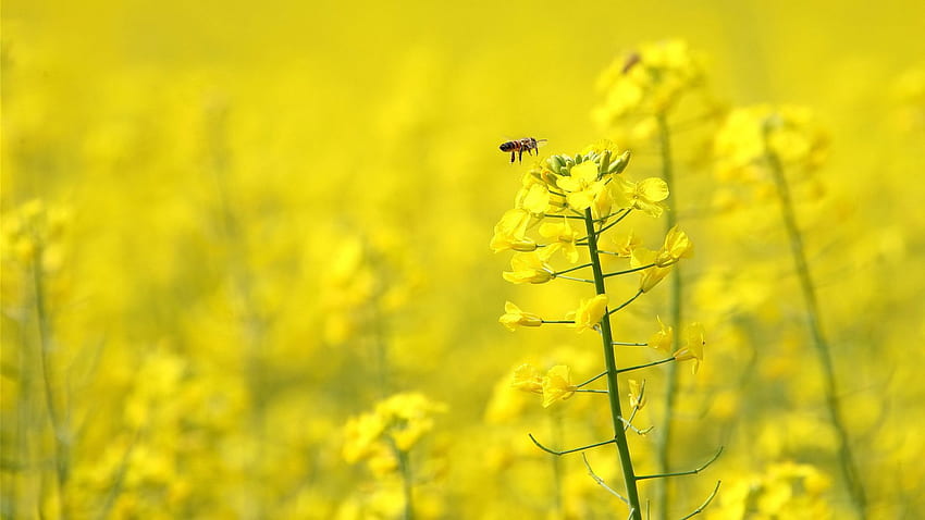 Bee On The Flower - New. Bee on flower, Bee , Rapeseed field HD wallpaper