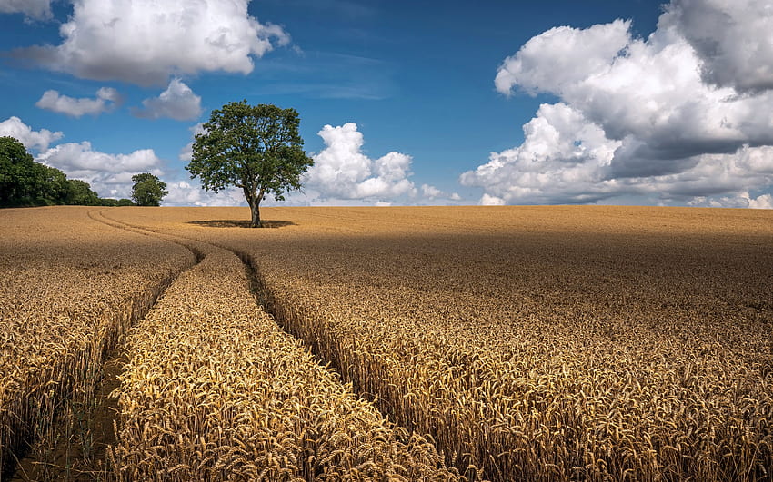 Tree in Cornfield, clouds, grain, field, tree HD wallpaper