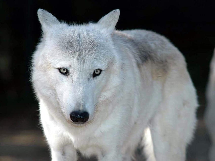 Красив вълк, животно, куче, животни, бял вълк, кучета HD тапет