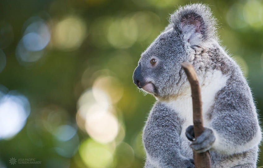 Fun Animals Wiki, Videos, , Stories: Koala, Cute Baby Koala HD wallpaper |  Pxfuel
