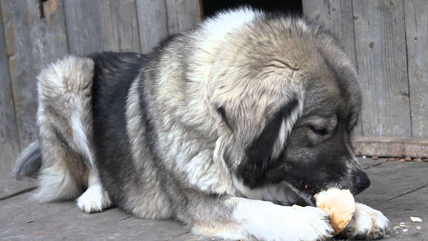 Gembala Kaukasia Besar sedang makan roti Wallpaper HD