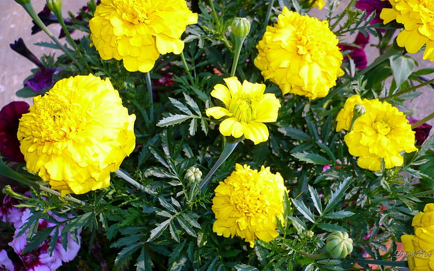 Spring Marigolds, summer, marigolds, yellow, flower, washington, , spring HD wallpaper