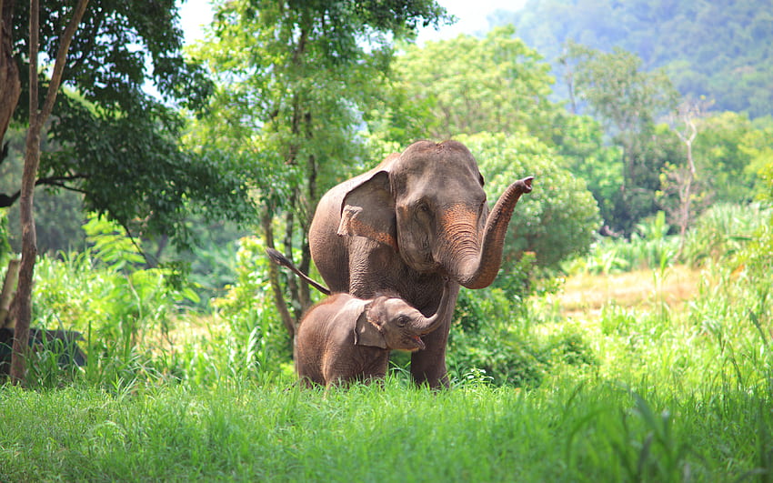 Thailand, , gajah, satwa liar, ibu Wallpaper HD