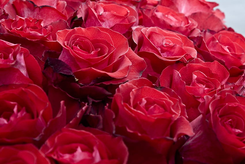 Kwiaty, róże, pąki, przystojnie, jest pięknie Tapeta HD