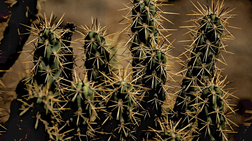cactus, flores, espinas, espinas, planta de interior, planta de interior fondo de pantalla