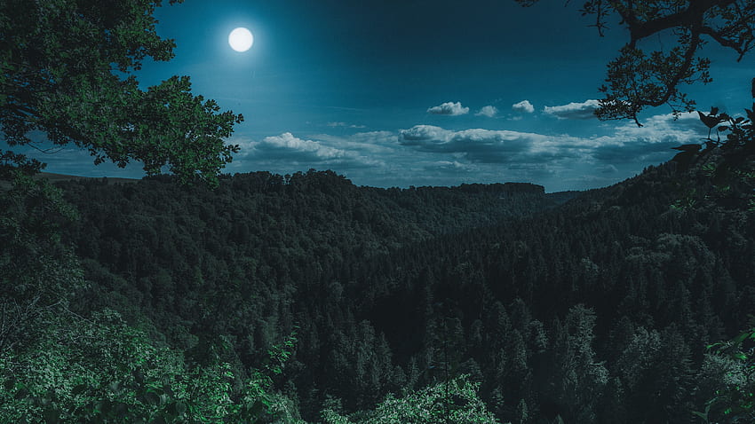 Изглед на тъмна нощна гора, нощ, луна, горски . Нощна гора, гора, тъмно, хладно, тъмна нощ HD тапет