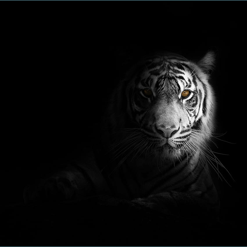 Tigre blanc 11K, tigre du Bengale, tigre blanc impressionnant Fond d'écran de téléphone HD