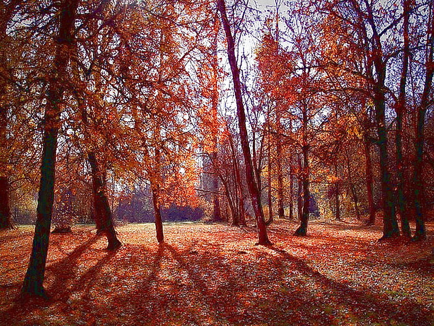 Облечен за октомври, почвено покритие, оранжево, синьо небе, сенки, листа, червено, клони, дървета, есен HD тапет