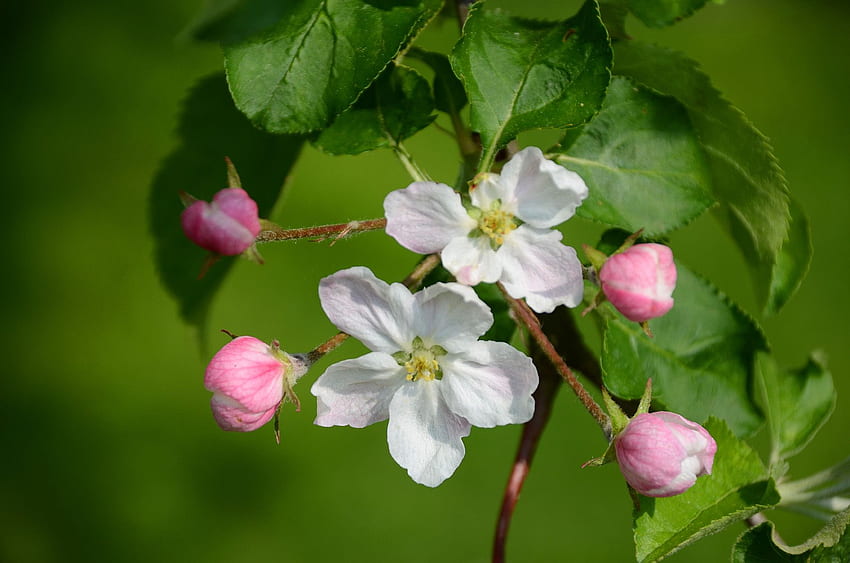 Opened The Apple Tree Flowers - Apple Tree With Flower - & Background, Apple Blossom Tree HD wallpaper