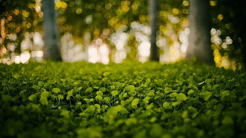 Green Nature Grass Bokeh Blurred [] [] para su, móvil y tableta. Explora el desenfoque de la naturaleza. Desenfoque de la naturaleza, Desenfoque de , Naturaleza fondo de pantalla