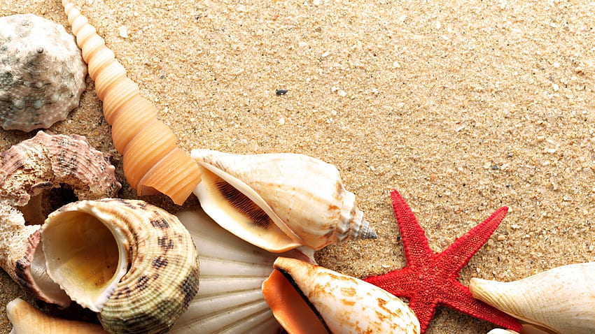 Beautiful Scallops, starfish, beautiful, scallops, beach HD wallpaper