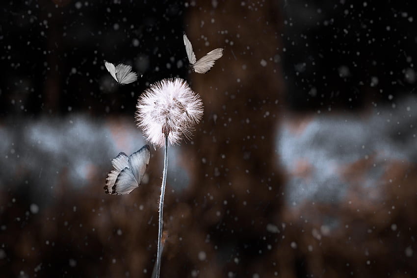 ผีเสื้อ ดอกไม้ มาโคร เบลอ สมูท แมลง กระโดด Dandelion วอลล์เปเปอร์ HD