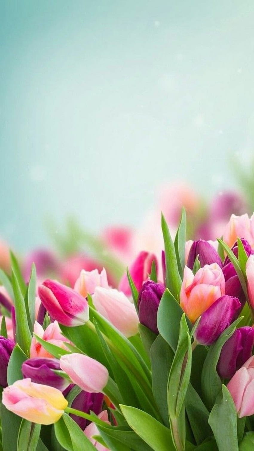 tulipes roses violettes et jaunes, arrière-plan flou, téléphone, printemps heureux. Fleurs de printemps, fond de fleur iphone, printemps Fond d'écran de téléphone HD
