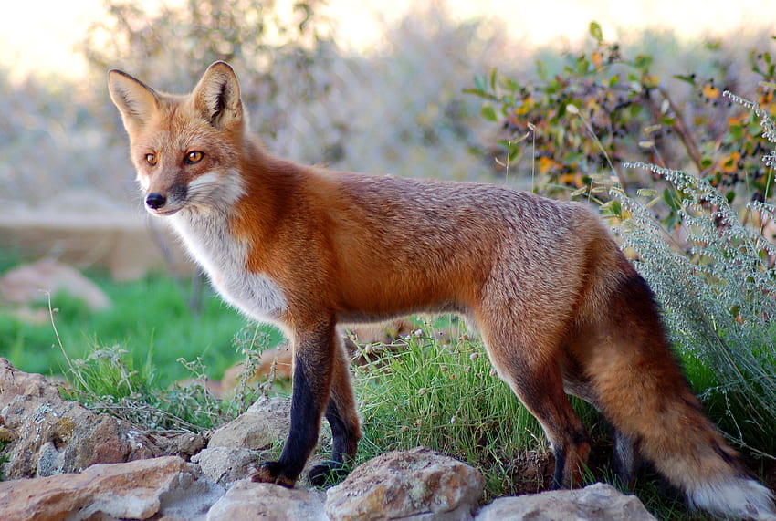 red fox, Cute Red Fox HD wallpaper