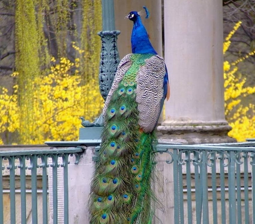 Peacock Beauty, pavoni, colorati, uccelli, animali Sfondo HD