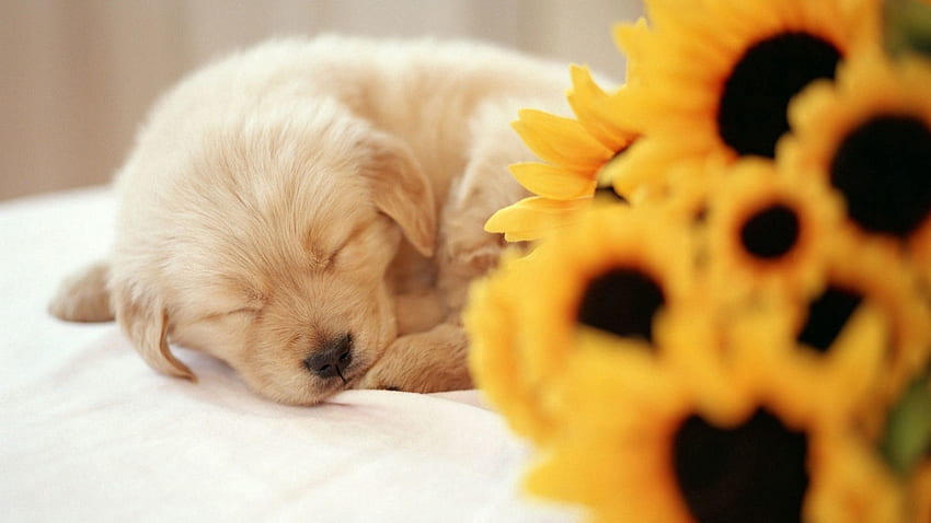 Animals, Flowers, Bouquet, Sweet, Puppy, Sleep, Dream HD wallpaper