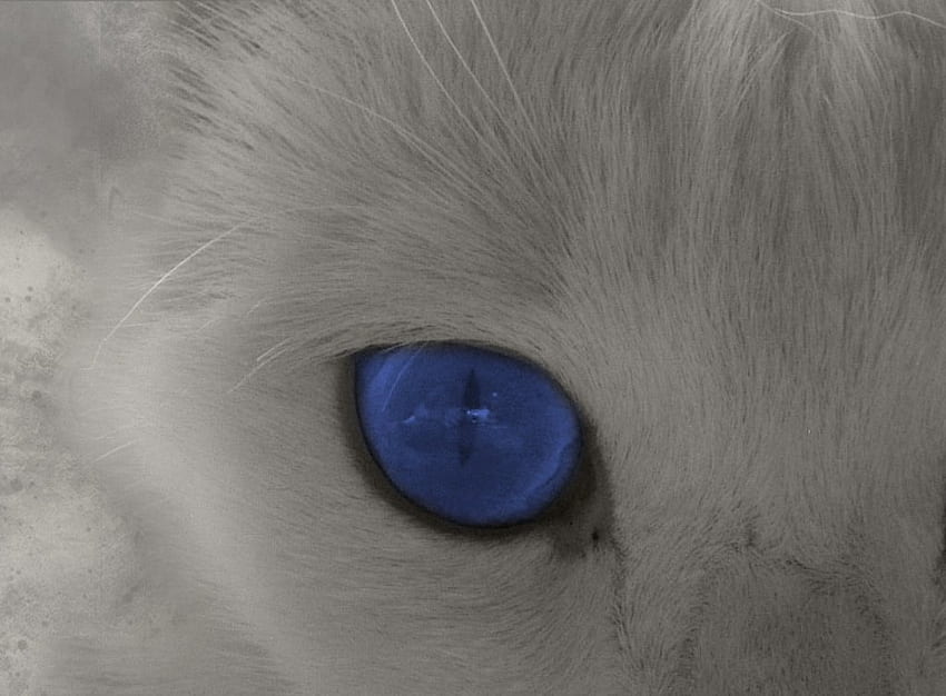 흰 고양이 파란 눈, 고양이, 흰색 HD 월페이퍼