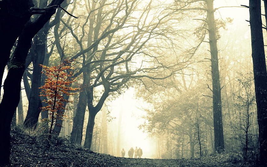 природа, есен, листа, дърво, гора, дърво, мъгла, мрачно, зловещо, разлика HD тапет