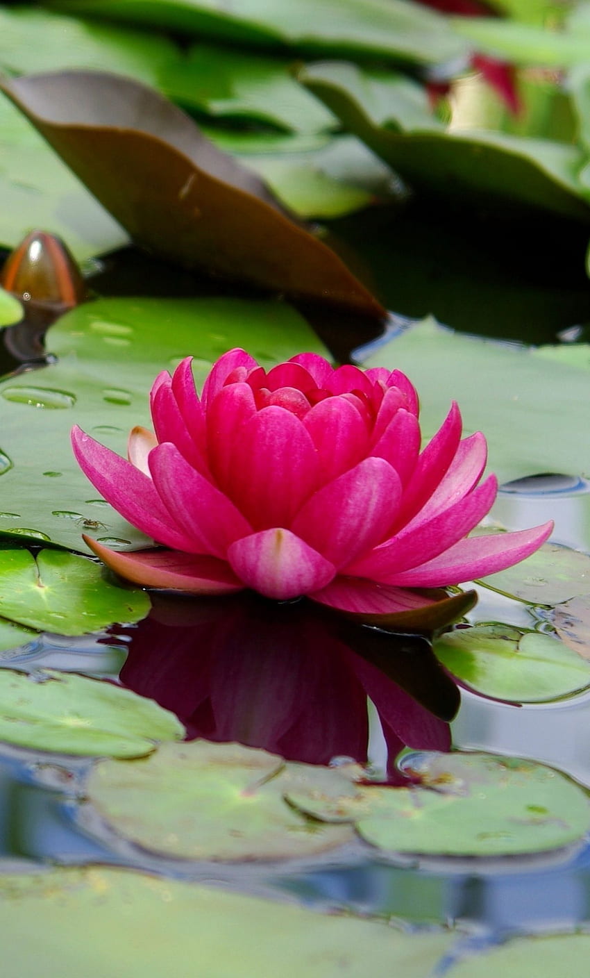 Beautiful Flower For iPhone. 3D . Lotus flower , Lotus flower , Beautiful flowers HD phone wallpaper