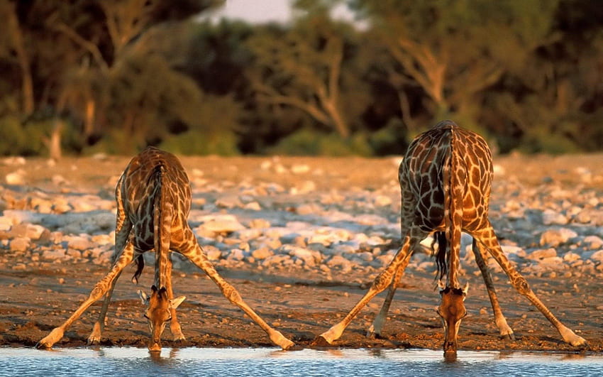 jirafa, nacional, etosha, parque fondo de pantalla