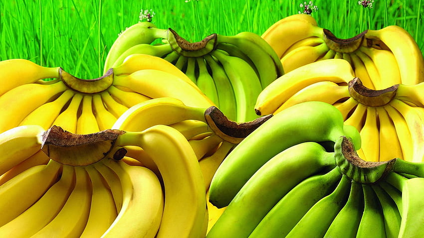 Banana, Bunch, Hands. t HD wallpaper