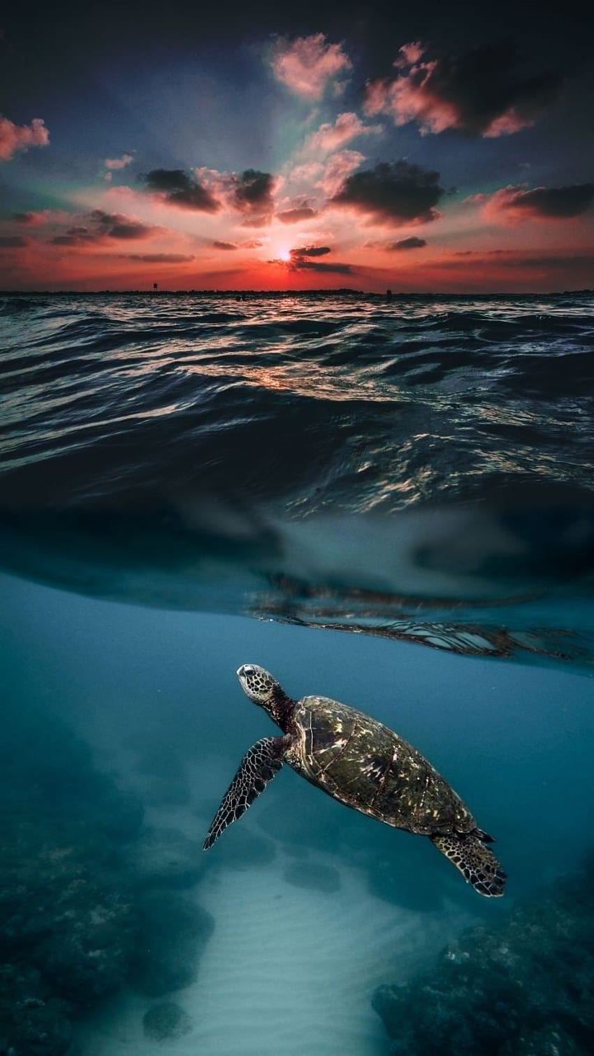 R kumar on 동물 . Sea Turtle , iPhone 바다, 바다 생물, 거북이 HD 전화 배경 화면