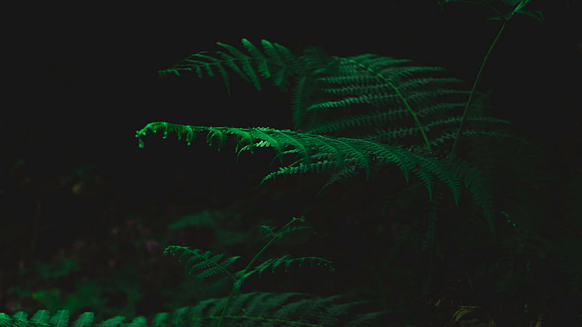 Fern, Dark, Green, Plant, Leaves - Darkness - HD wallpaper