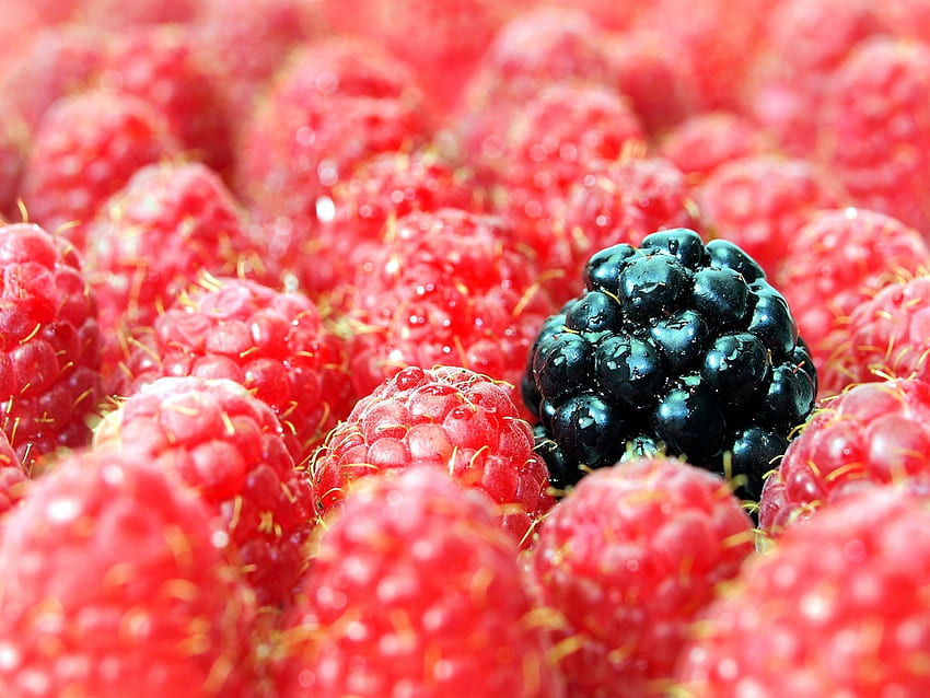 Food, Raspberry, Berries, Blackberry, Macro HD wallpaper