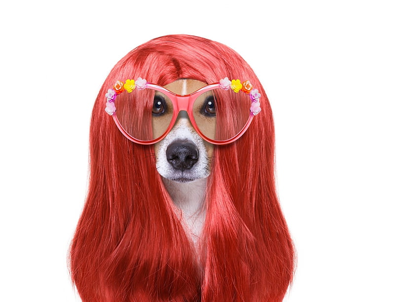:), chien, jack russell terrier, rose, fleur, visage, des lunettes, marrant, roux, cheveux, caine Fond d'écran HD