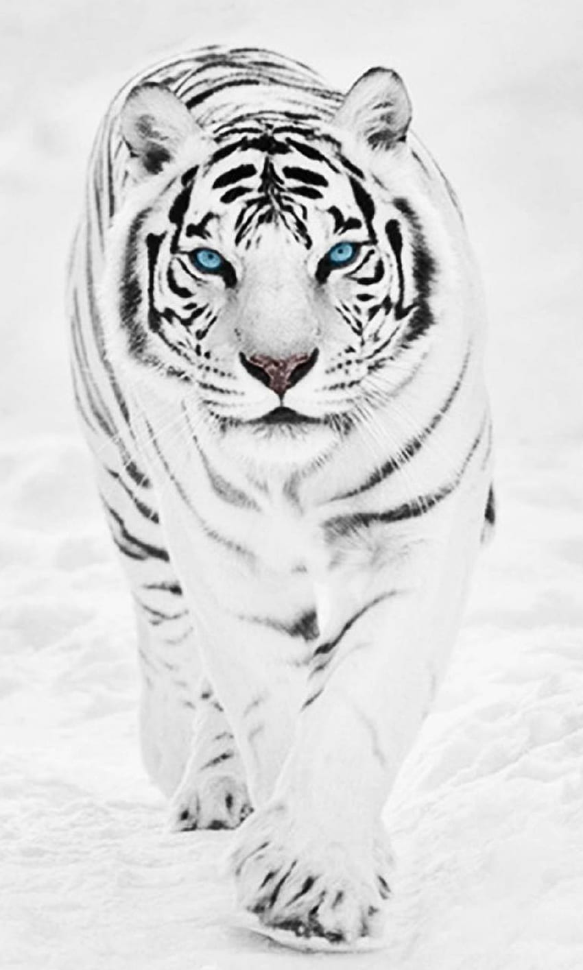Zainspiruj się pełnym białym, niesamowitym białym tygrysem Tapeta na telefon HD