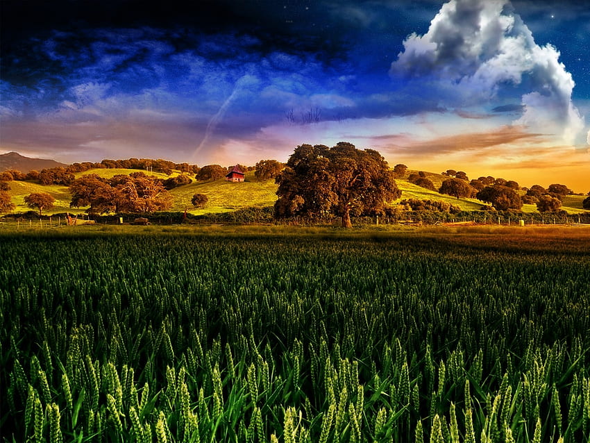 Облаци над житното поле, поле, пшеница, облаци, дървета, природа, гора, небесен пейзаж HD тапет