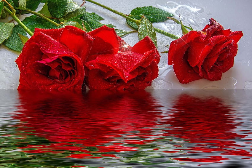 Червени рози, Цветя, Рози, Вода, Отражение HD тапет
