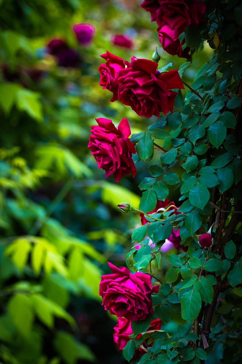 My Saves, English Rose Garden HD phone wallpaper