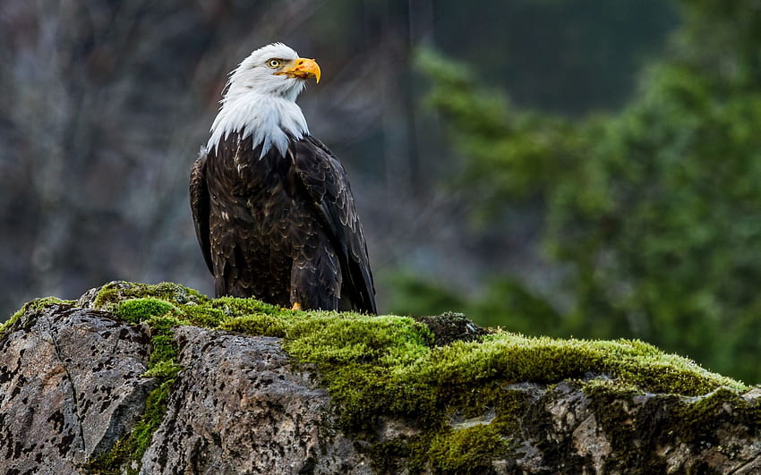 pics of bald eagles with american fla HD wallpaper