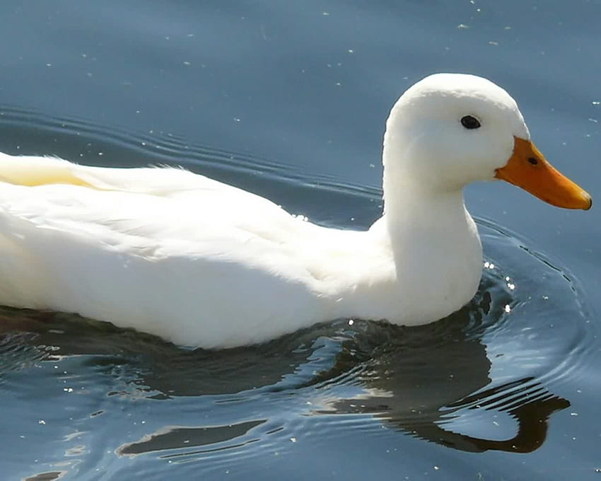 Pato blanco, animal, pato, blanco, agua fondo de pantalla | Pxfuel