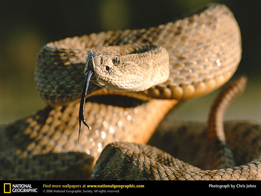Rattlesnake, snake, reptiles, rattle snake, snakes HD wallpaper