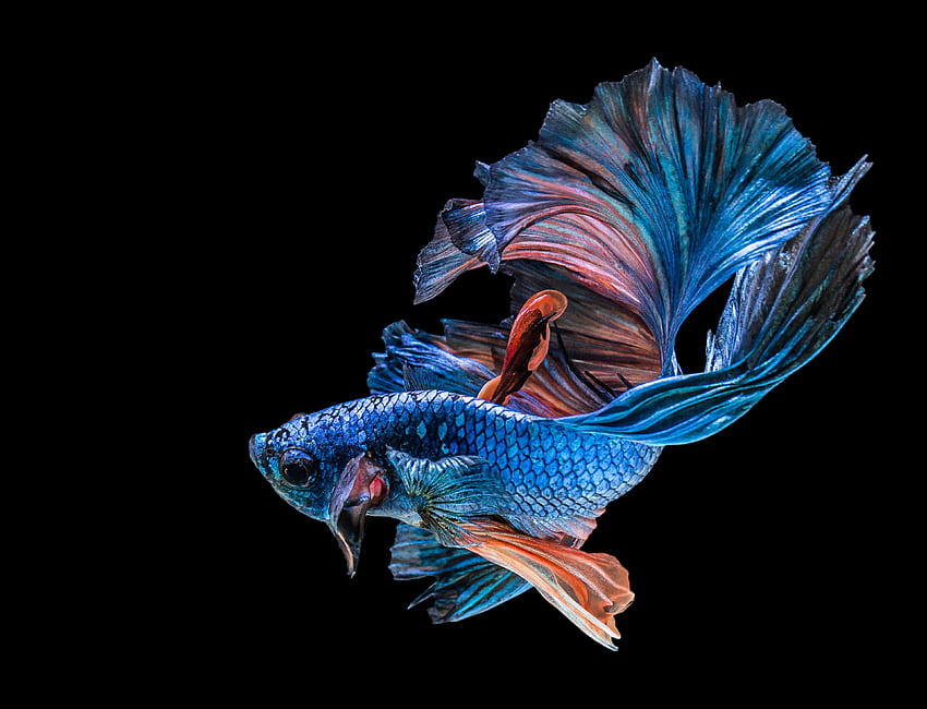 blue betta fish HD wallpaper