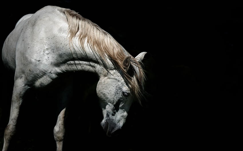 Weißes Pferd, Kopf, schwarzer Hintergrund IPhone 8 7 6 6S HD-Hintergrundbild