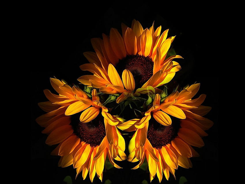 Sunflowers, Flowers, Yellow, Petals HD wallpaper