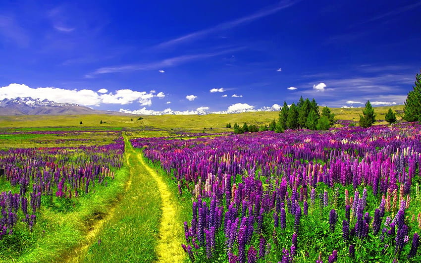 Lupine Field, European flowers, Pathway, Purple Lupines, , Nature,. for iPhone, Android, Mobile and, European Landscape HD wallpaper