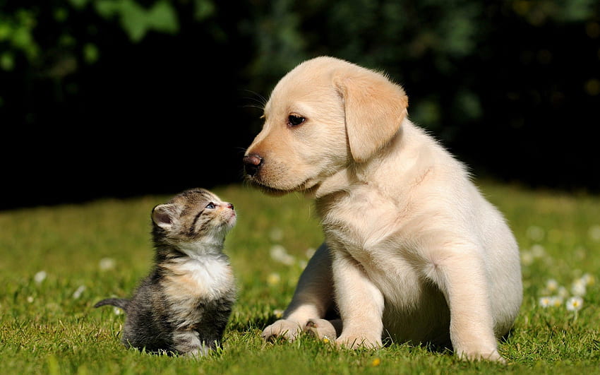 동물, 잔디, 고양이, 키티, 새끼 고양이, 개, 강아지 HD 월페이퍼