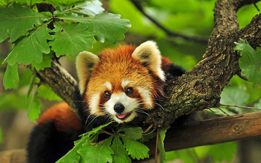 Netter roter Panda. . Rote Pandas, niedliche Baby-rote Pandas HD-Hintergrundbild