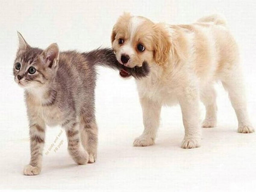 Puppy....Please Don't Play!!!, animal, dog, kitten, puppy, cat HD wallpaper