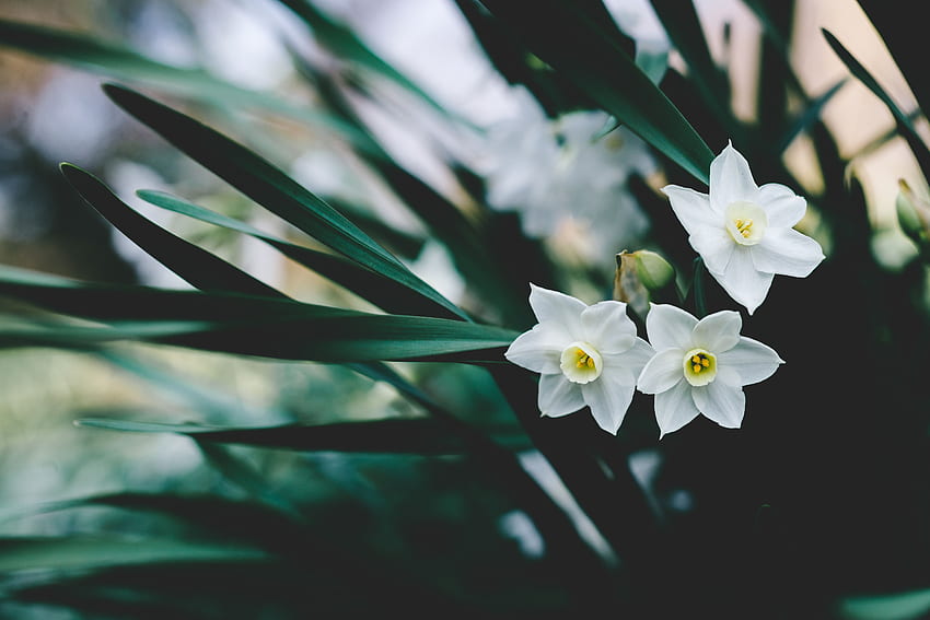 Flowers, Narcissussi, Blur, Smooth HD wallpaper