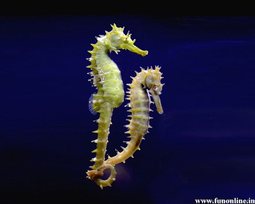 Seahorse Background HD wallpaper