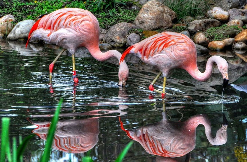 *** Różowe flamingi ***, zwierzęta, różowe, ptaki, flamingi, zwierzęta Tapeta HD