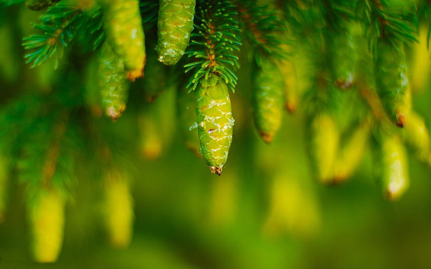 Blätter, Zapfen, Pflanze, Makro, Blendung HD-Hintergrundbild