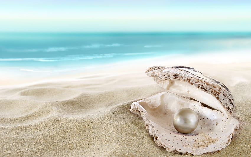 Pearl Plage Sea Nature Sand Coquillages Fond d'écran HD